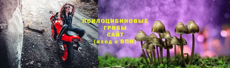 Галлюциногенные грибы Magic Shrooms  Чебоксары 